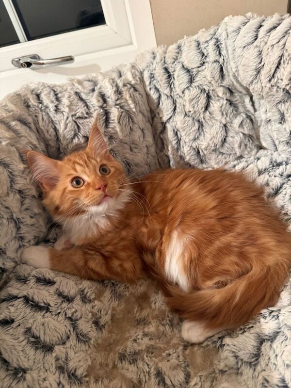 GCCF Registered Maine Coon Kittens