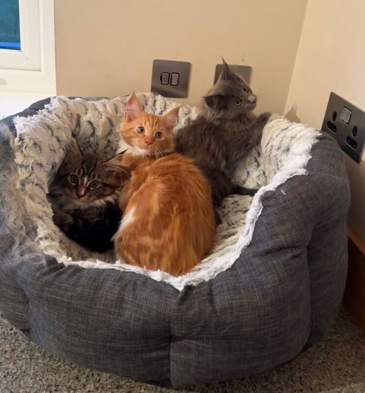 GCCF Registered Maine Coon Kittens - Image 2 of 5