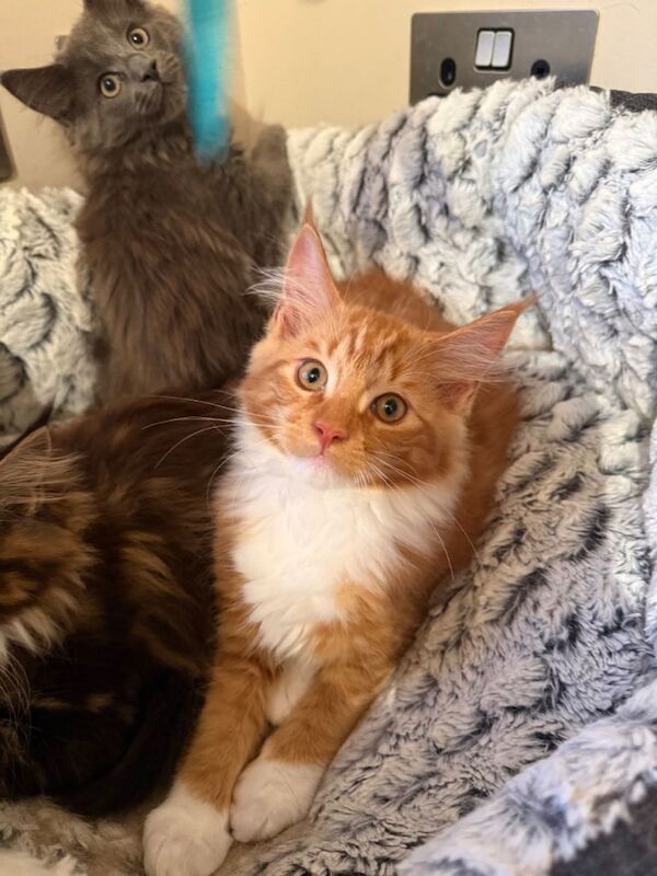 GCCF Registered Maine Coon Kittens - Image 3 of 5