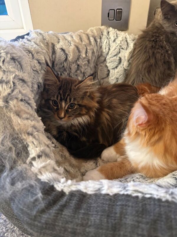 GCCF Registered Maine Coon Kittens - Image 4 of 5