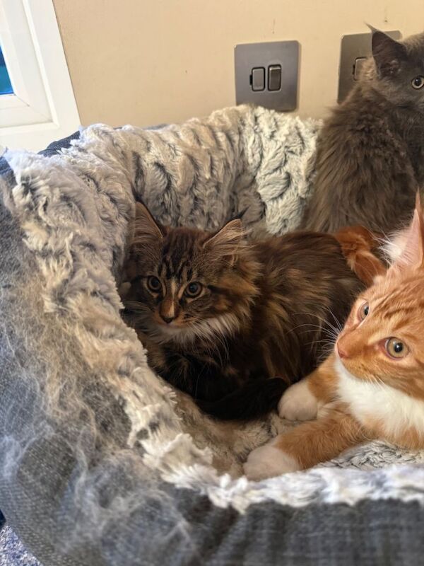 GCCF Registered Maine Coon Kittens - Image 5 of 5