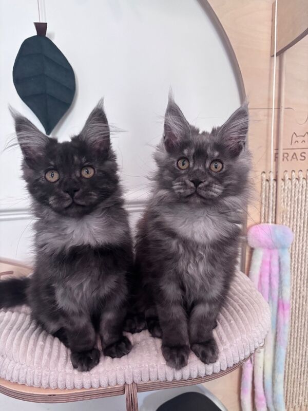 Gccf registered maine coon kittens