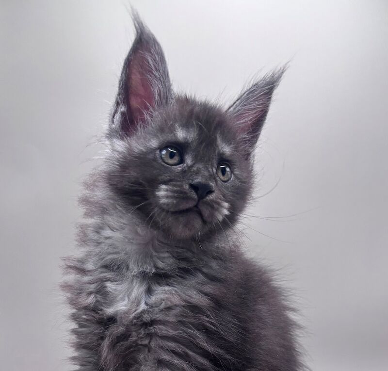 Gccf registered maine coon kittens - Image 2 of 7