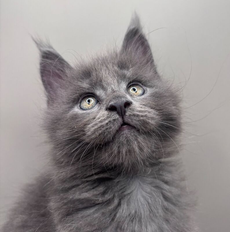 Gccf registered maine coon kittens - Image 3 of 7