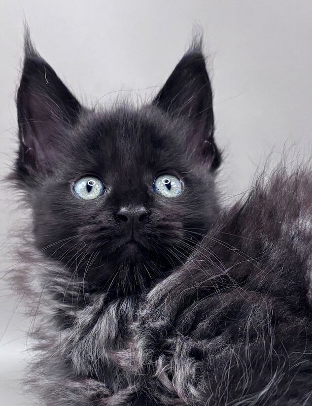 Gccf registered maine coon kittens - Image 4 of 7