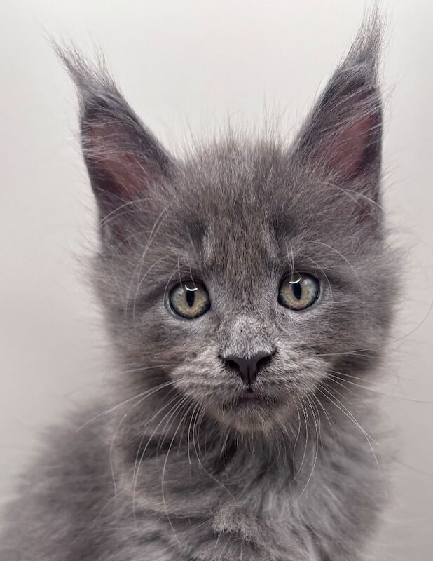 Gccf registered maine coon kittens - Image 5 of 7