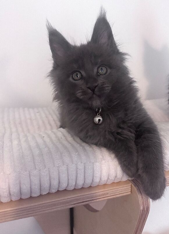 Gccf registered maine coon kittens - Image 6 of 7