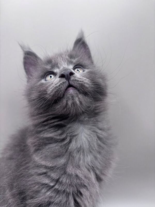 Gccf registered maine coon kittens - Image 7 of 7