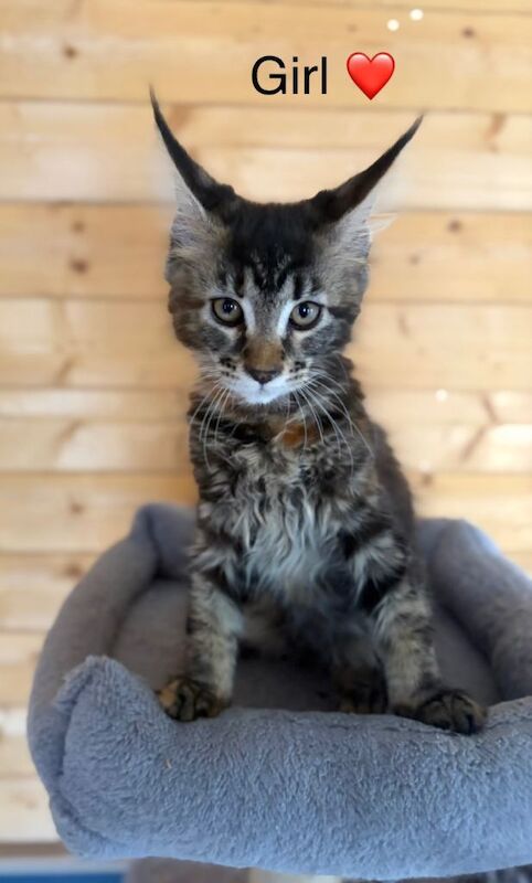 GCCF Registered Mainecoon girls