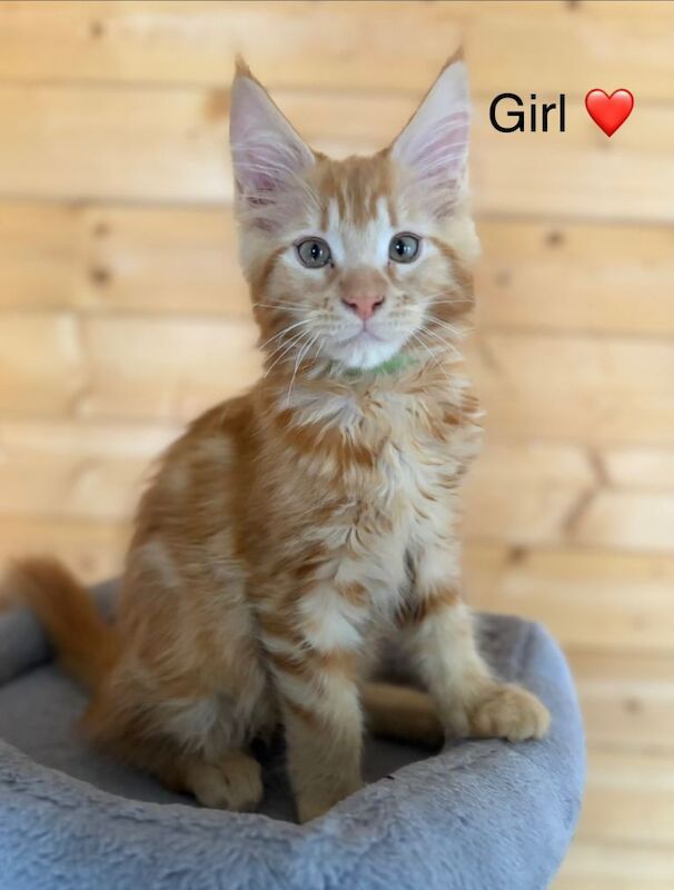 GCCF Registered Mainecoon girls - Image 3 of 4