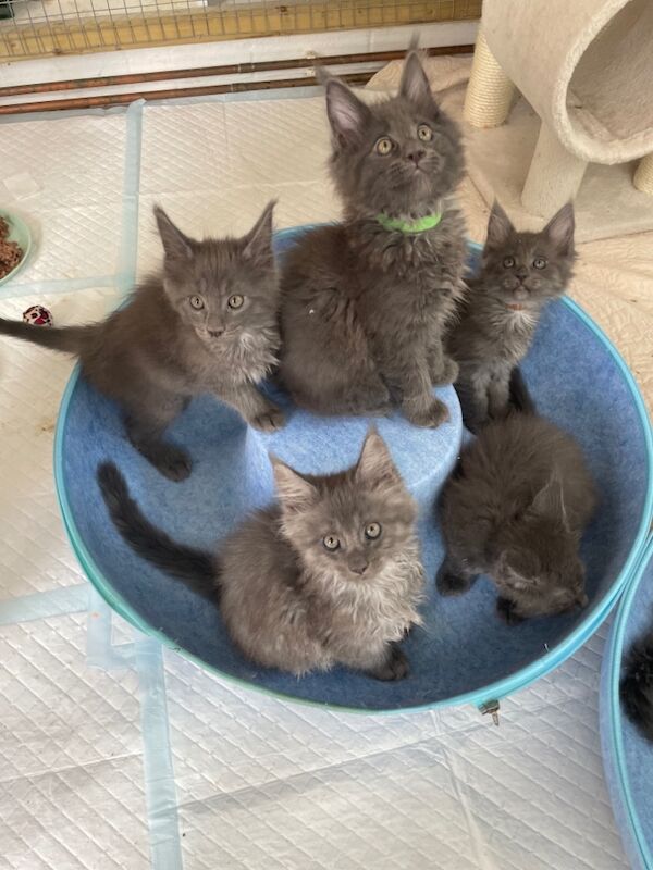 GCCF world champion line Blue Maine Coon kittens for sale in Bognor Regis, West Sussex