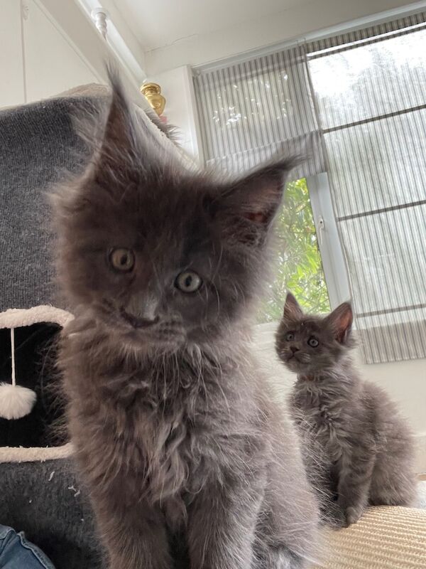 GCCF world champion line Blue Maine Coon kittens for sale in Bognor Regis, West Sussex | Image 2