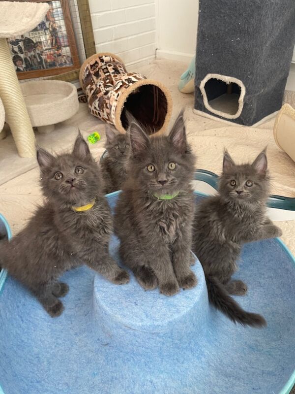 GCCF world champion line Blue Maine Coon kittens for sale in Bognor Regis, West Sussex | Image 3