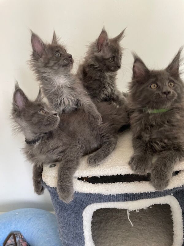 GCCF world champion line Blue Maine Coon kittens for sale in Bognor Regis, West Sussex | Image 2
