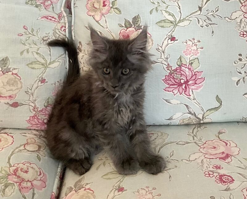 GCCF world champion line Blue Maine Coon kittens for sale in Bognor Regis, West Sussex | Image 3