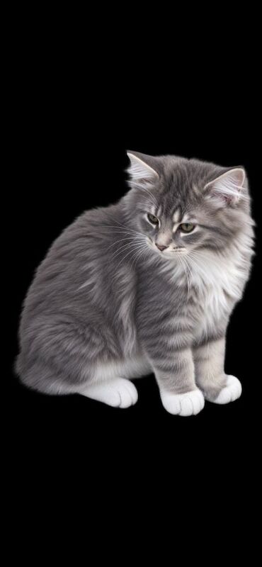 TICA Registered Maine Coon Kittens For Sale