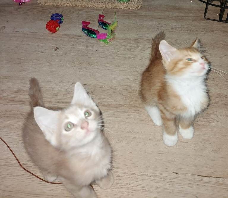 Maine Coon Kittens For Sale Under £300