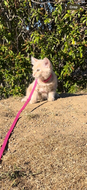 Maine Coon kittens for sale in Harlow, Essex – 9 months old