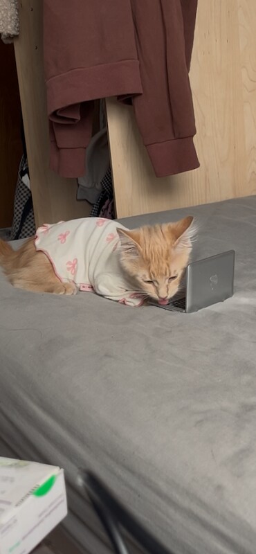 Maine Coon kittens for sale in Harlow, Essex – 9 months old - Image 2 of 3