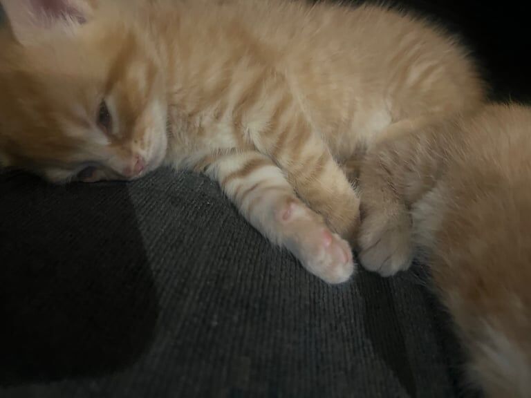 Maine Coon kittens for sale in Oxford, Oxfordshire – 11 months old - Image 2 of 3