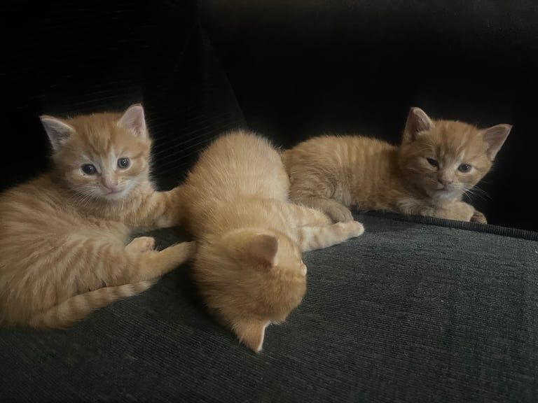 Maine Coon kittens for sale in Oxford, Oxfordshire – 11 months old - Image 3 of 3