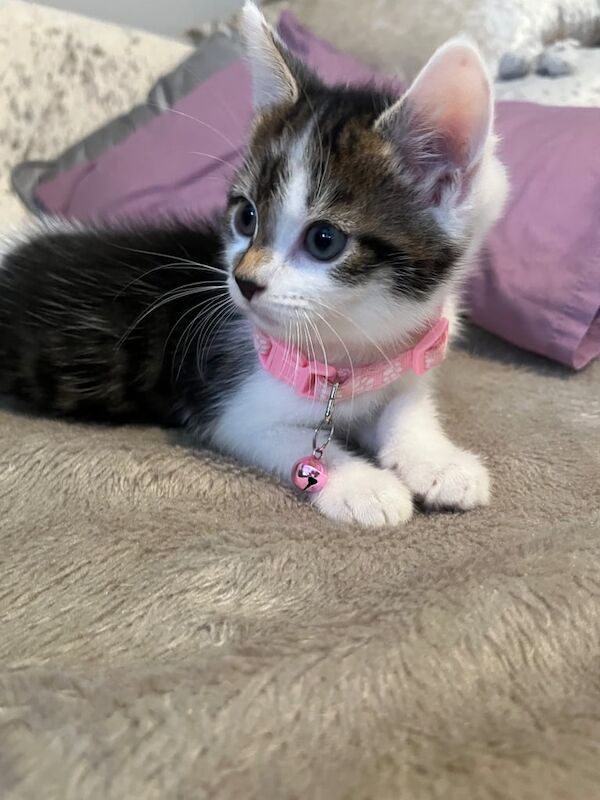 Maine Coon kittens for sale in Hastings, East Sussex – 8 weeks old