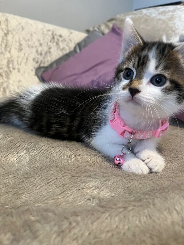 Maine Coon kittens for sale in Hastings, East Sussex – 8 weeks old - Image 2 of 3