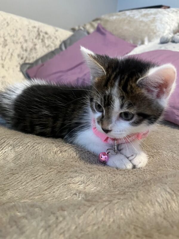Maine Coon kittens for sale in Hastings, East Sussex – 8 weeks old - Image 3 of 3