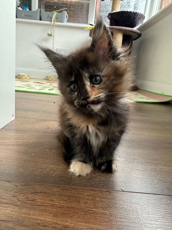 Maine Coon Kittens For Sale