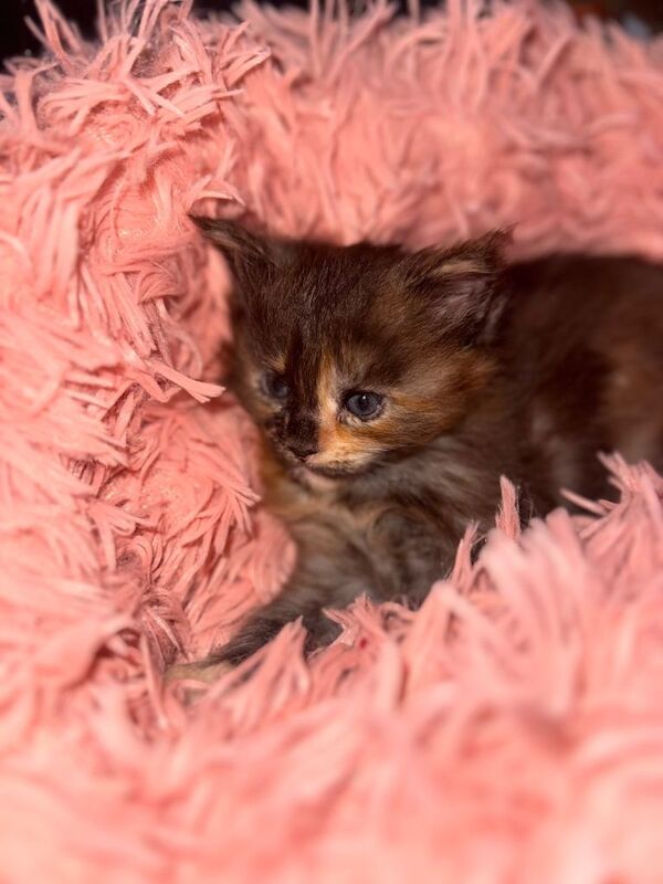 Maine Coon kittens for sale in Rise Park, Nottinghamshire – 8 weeks old - Image 2 of 5