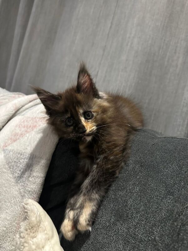 Maine Coon kittens for sale in Rise Park, Nottinghamshire – 8 weeks old - Image 3 of 5