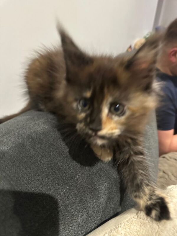 Maine Coon kittens for sale in Rise Park, Nottinghamshire – 8 weeks old - Image 4 of 5