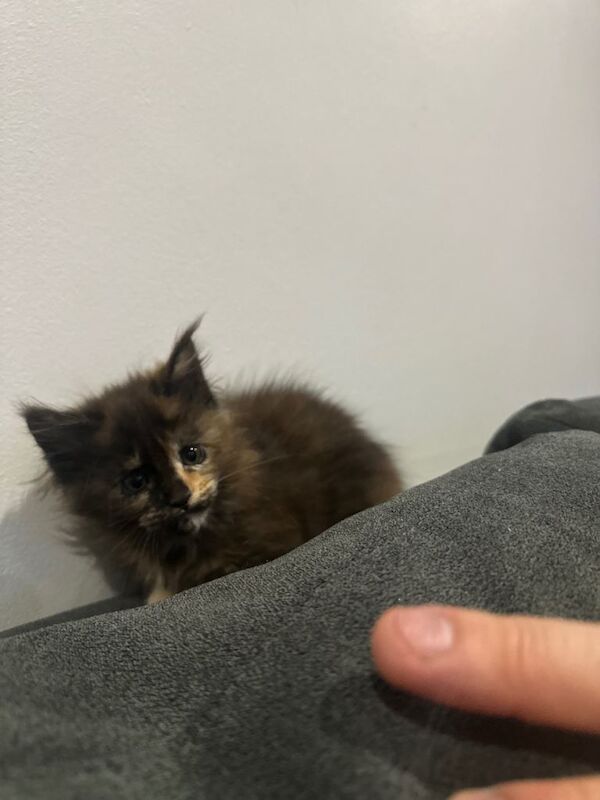 Maine Coon kittens for sale in Rise Park, Nottinghamshire – 8 weeks old - Image 5 of 5