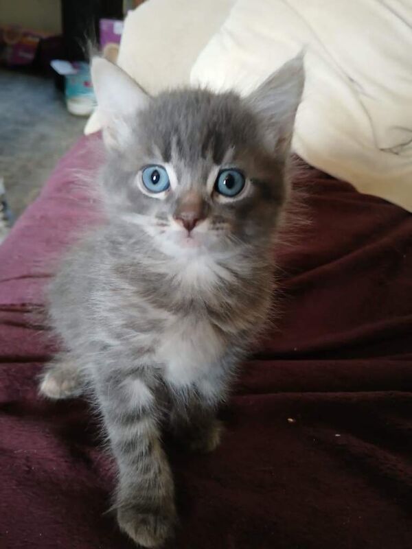 Maine Coon Kittens For Sale
