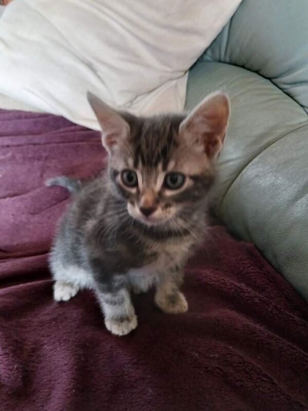 Gorgeous Cross Maine coon Kittens - Image 2 of 3