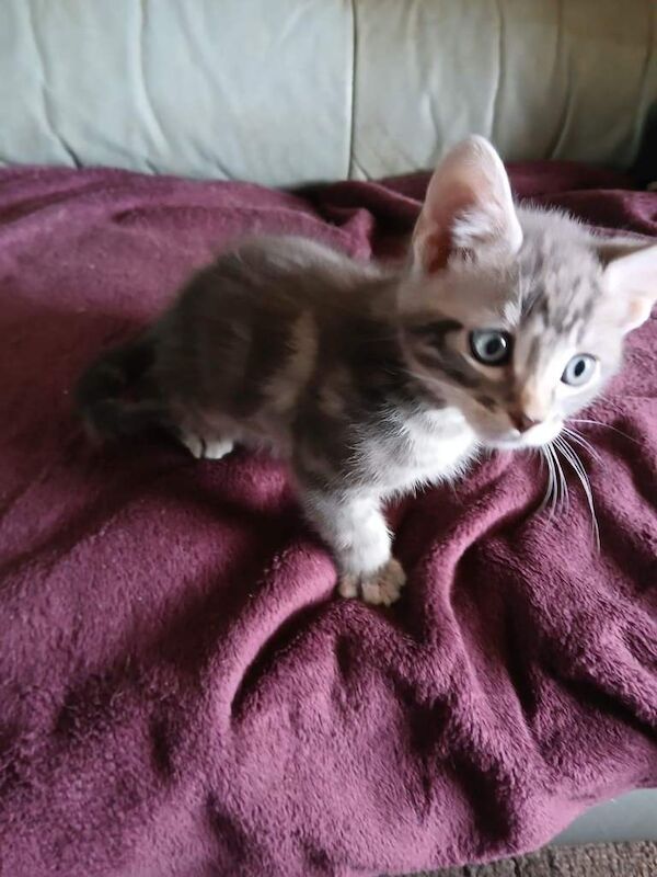 Gorgeous Cross Maine coon Kittens - Image 3 of 3