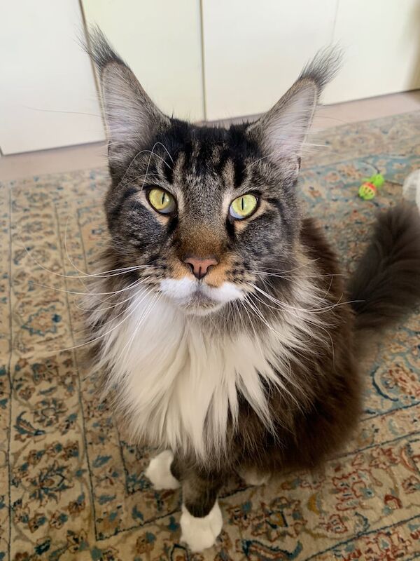 Maine Coon kittens for sale in Notting Hill, Greater London – 5 years old