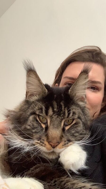 Maine Coon kittens for sale in Notting Hill, Greater London – 5 years old - Image 2 of 3