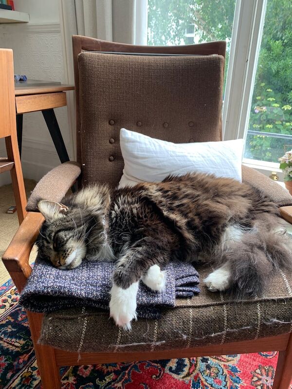 Maine Coon kittens for sale in Notting Hill, Greater London – 5 years old - Image 3 of 3