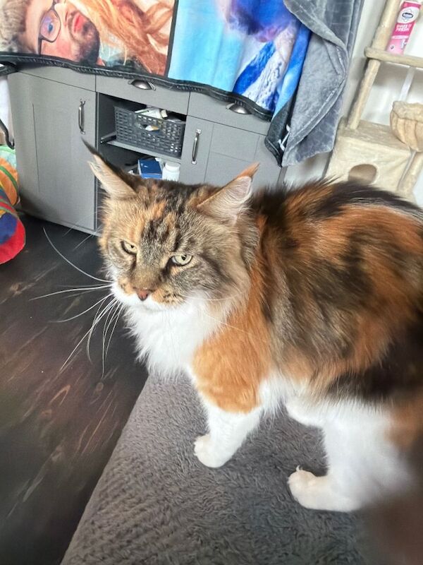 Gorgeous female Mainecoon tri coloured - Image 2 of 3