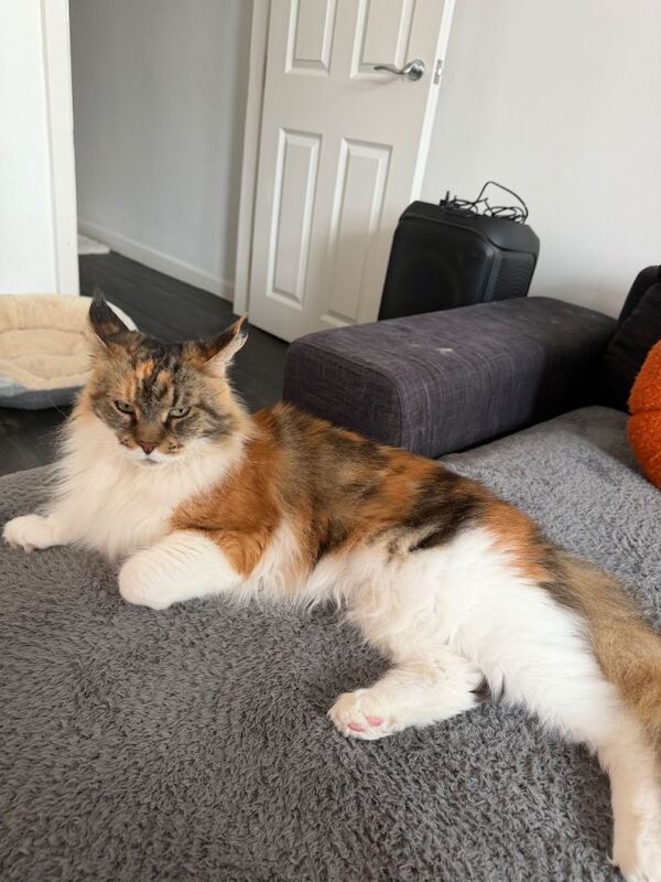 Gorgeous female Mainecoon tri coloured - Image 3 of 3