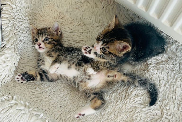 Maine Coon Kittens For Sale Under £300