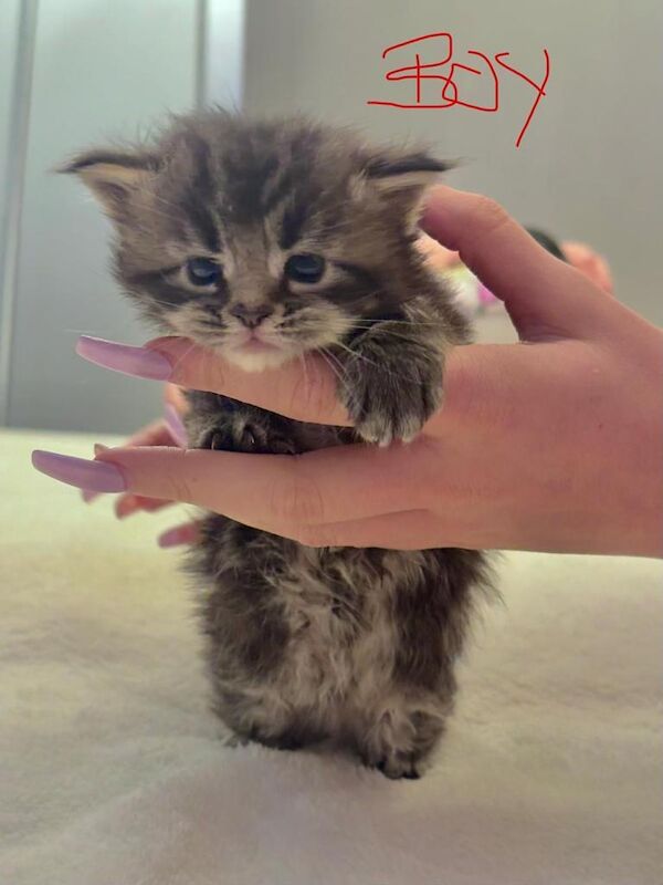 Maine Coon kittens for sale in Nantyglo, Gwent – 3 weeks old