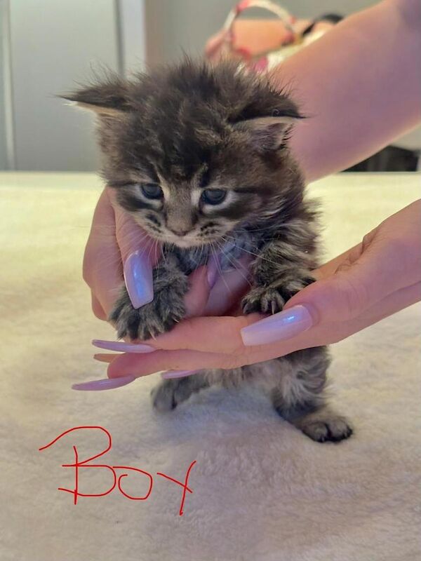 Maine Coon kittens for sale in Nantyglo, Gwent – 3 weeks old - Image 2 of 4