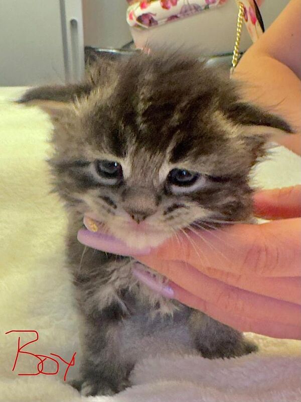Maine Coon kittens for sale in Nantyglo, Gwent – 3 weeks old - Image 3 of 4