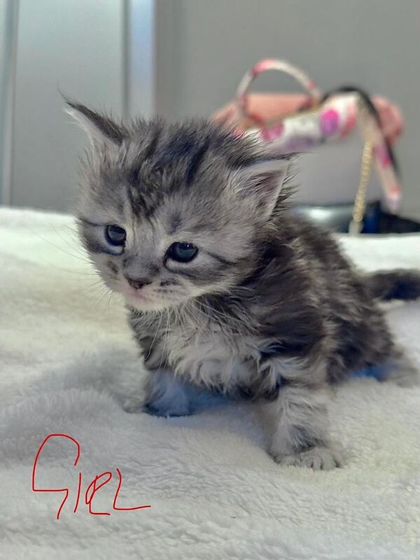 Maine Coon kittens for sale in Nantyglo, Gwent – 3 weeks old - Image 4 of 4