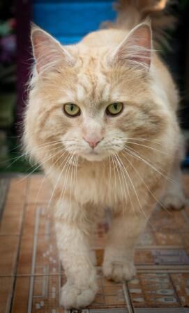 Buy and sell Maine Coon kittens and cats online | Maine Coon Owners