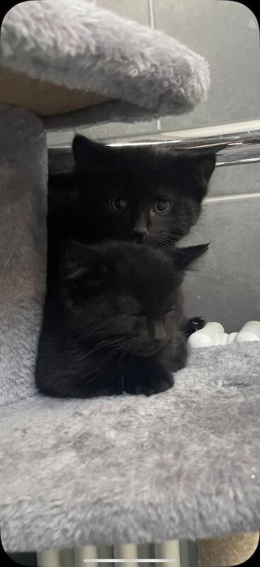Gorgeous half Maine coon Kittens for sale in Tadworth, Surrey