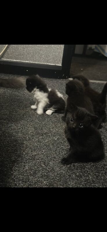 Gorgeous half Maine coon Kittens for sale in Tadworth, Surrey | Image 2