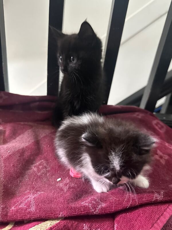 Gorgeous half Maine coon Kittens for sale in Tadworth, Surrey | Image 3